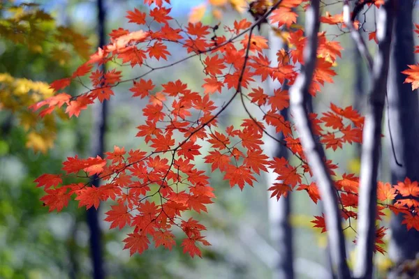 red maple leaves in autumn park trees