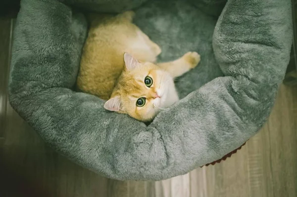 adorable domestic pet cat