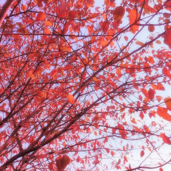 Salidas Otoño Bosque Flora Temporada Baja — Foto de Stock