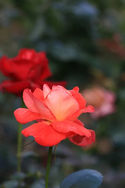 Hermosa Flor Jardín — Foto de Stock