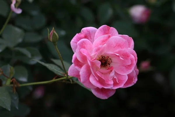 Mooie Bloemen Tuinflora — Stockfoto