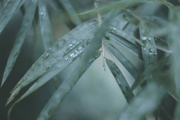 Gotas Agua Sobre Una Hoja Verde — Foto de Stock