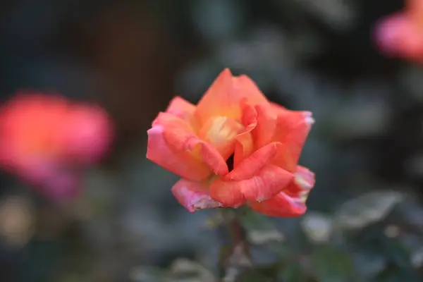 Flores Hermosas Flora Del Jardín — Foto de Stock