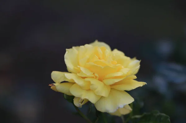 Flor Amarilla Jardín — Foto de Stock