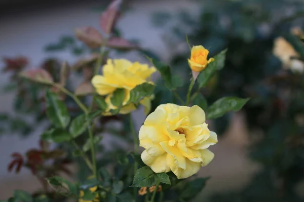 Jardín Lleno Flores Florecientes Durante Día — Foto de Stock