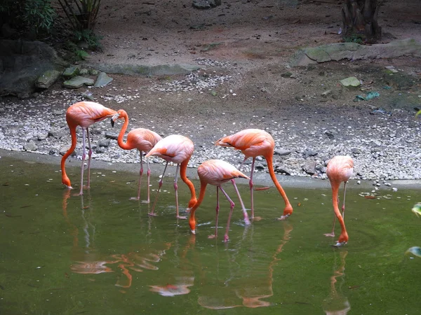 Flamingo Rosa Pássaros Flora Natureza — Fotografia de Stock