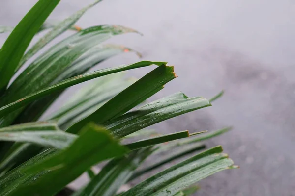 Hermoso Plano Botánico Fondo Pantalla Natural — Foto de Stock