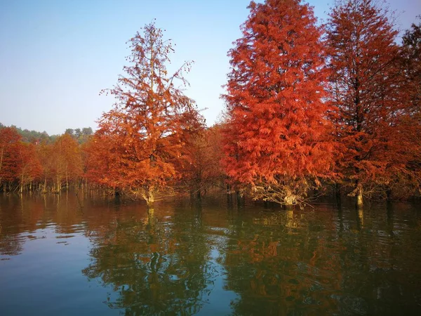 Осенний Пейзаж Деревом Парке — стоковое фото