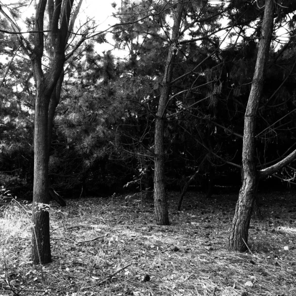 trees foliage, nature and forest