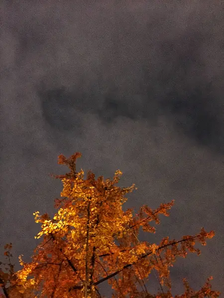 Paisaje Otoñal Con Árbol — Foto de Stock