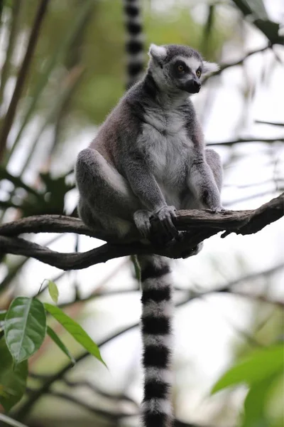 cute lemur in the forest.