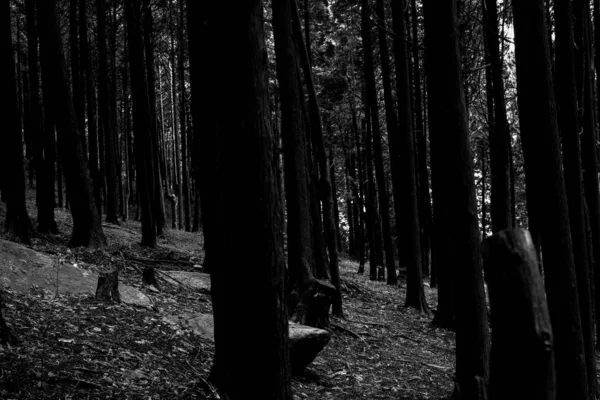 Foto Preto Branco Das Árvores Floresta — Fotografia de Stock
