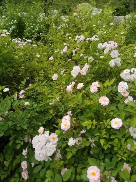 Weiße Blumen Garten — Stockfoto