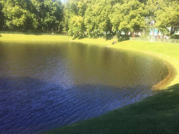 green grass and trees in the park