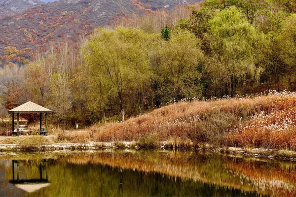 trees foliage, nature and forest