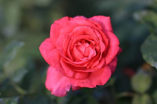 Hermosa Rosa Roja Jardín — Foto de Stock