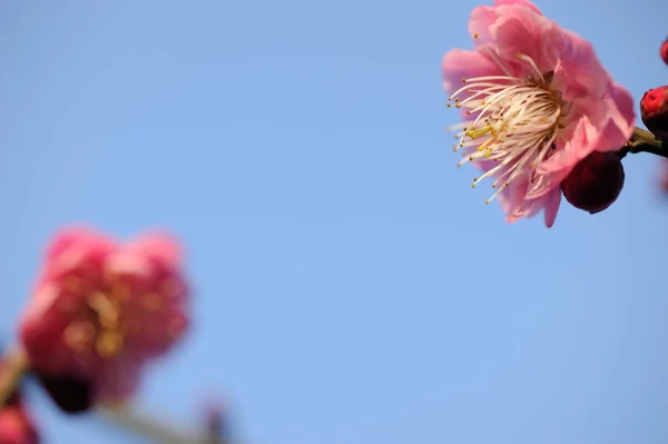 beautiful pink flower background