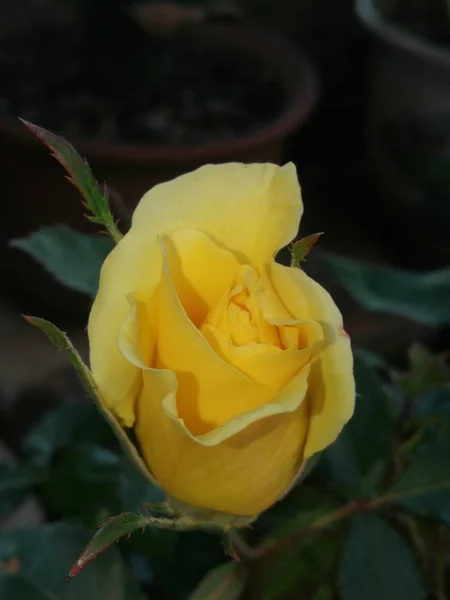 Hermosa Flor Florecen Primavera Cerca — Foto de Stock