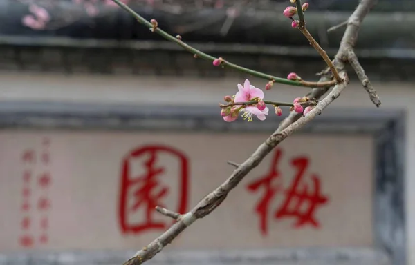 Apple flowers blooming in spring, close up