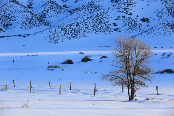 Paisaje Invernal Con Nieve Árboles Fondo — Foto de Stock