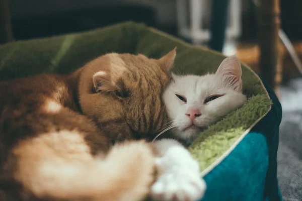 Dos Gatos Durmiendo Suelo — Foto de Stock