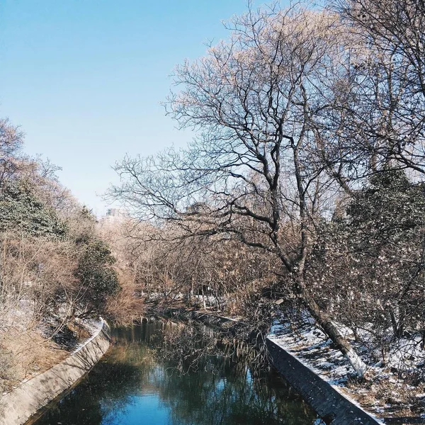 Hermoso Paisaje Con Árboles Nieve — Foto de Stock