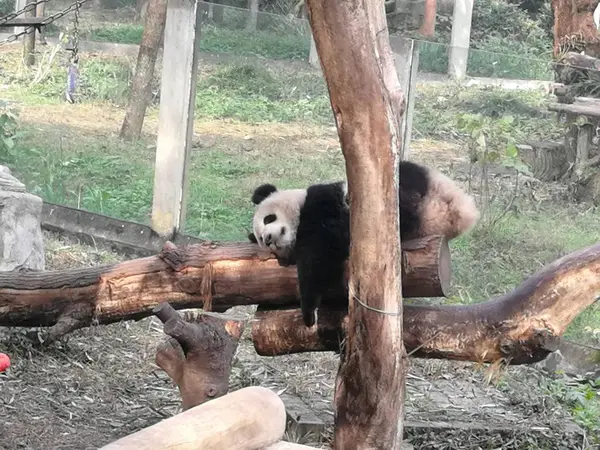 panda bear animal in zoo