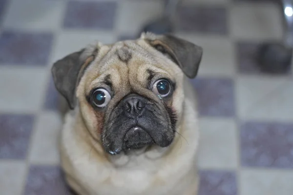 Lindo Pug Dog Mascota — Foto de Stock