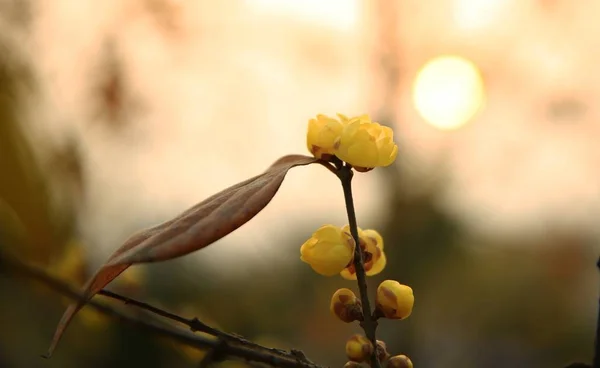 美丽的黄花的近景 — 图库照片
