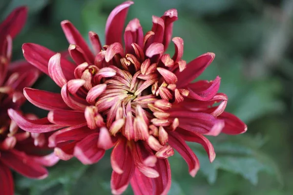 Flor Rosa Jardín — Foto de Stock