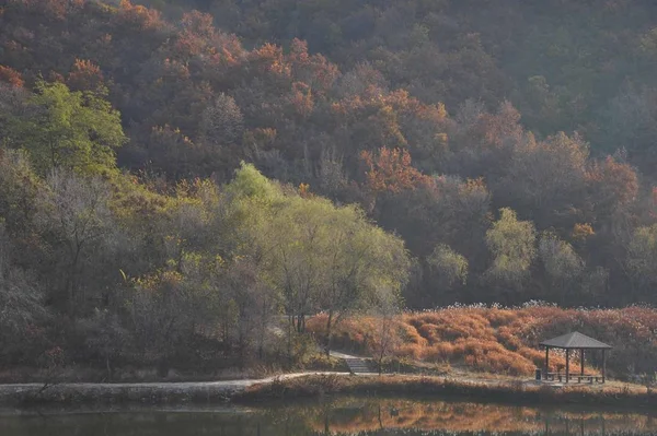 trees foliage, nature and forest