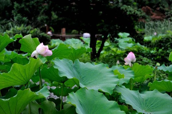 Flores Nenúfar Creciendo Estanque — Foto de Stock