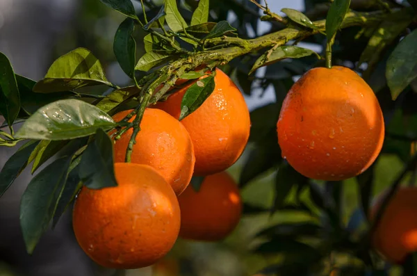 Sinaasappelboom Met Rijpe Sinaasappels — Stockfoto