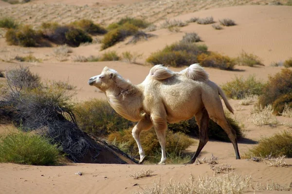 Camellos Desierto — Foto de Stock