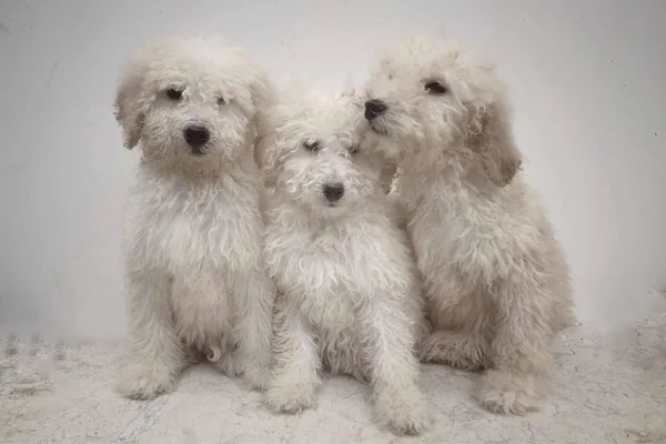 daytime view of dogs  on white background