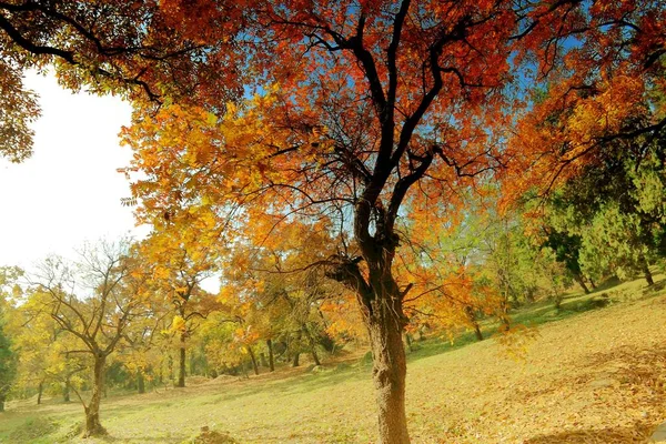 Paisaje Otoñal Con Árboles Coloridos — Foto de Stock