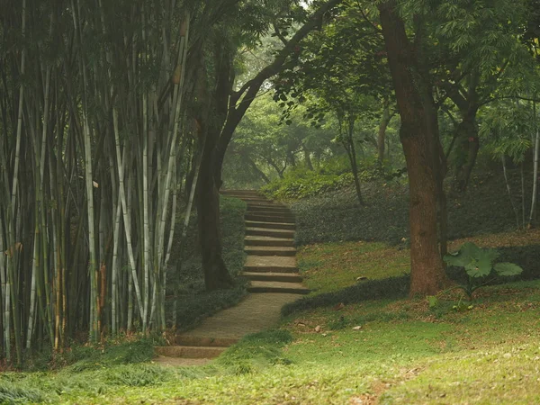 wooden path in the forest.