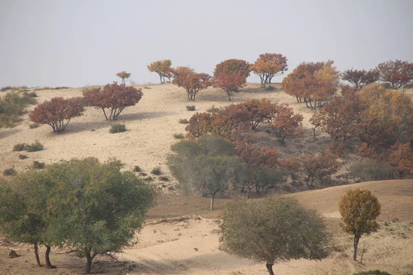 landscape with trees and plants in the desert