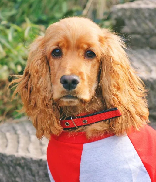 Perro Con Collar Rojo — Foto de Stock