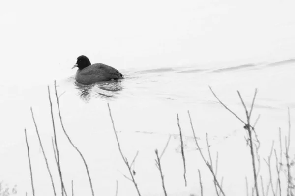black and white photo of a bird in the snow