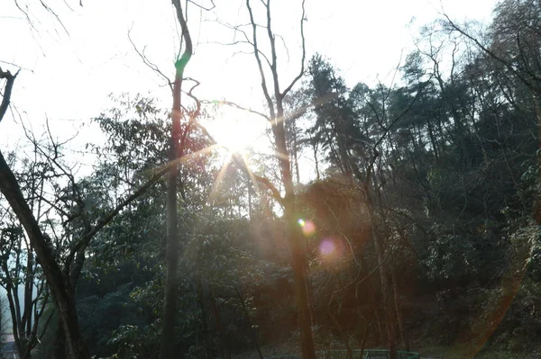 Sol Parque Árboles Cielo — Foto de Stock