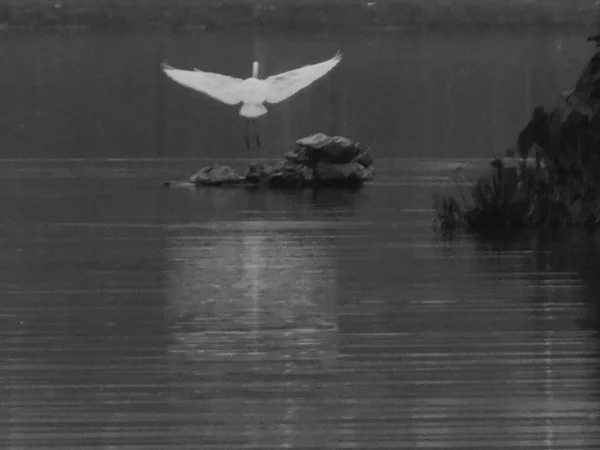 Foto Blanco Negro Pájaro Lago — Foto de Stock