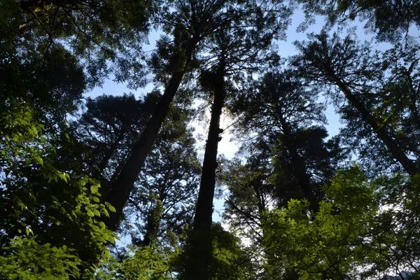 Árboles Bosque — Foto de Stock