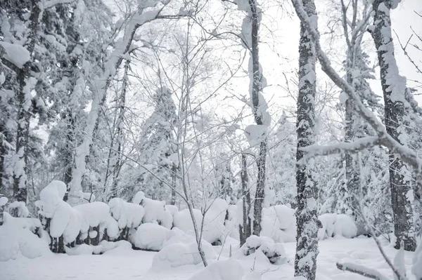 Hermoso Paisaje Invierno Con Nieve — Foto de Stock
