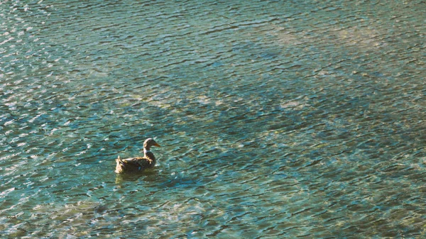 Pato Nadando Lago — Foto de Stock