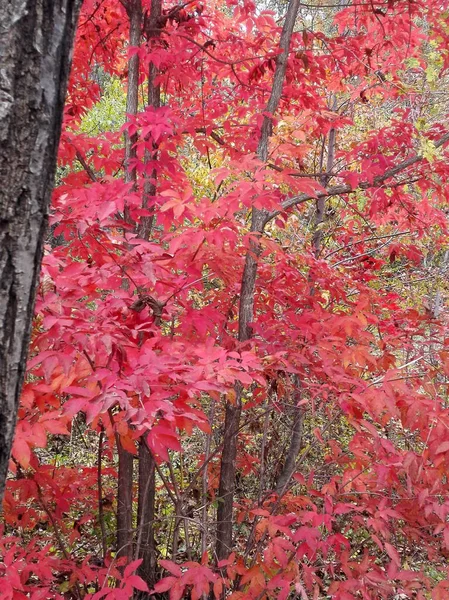 Feuilles Érable Rouge Dans Les Arbres Parc Automne — Photo