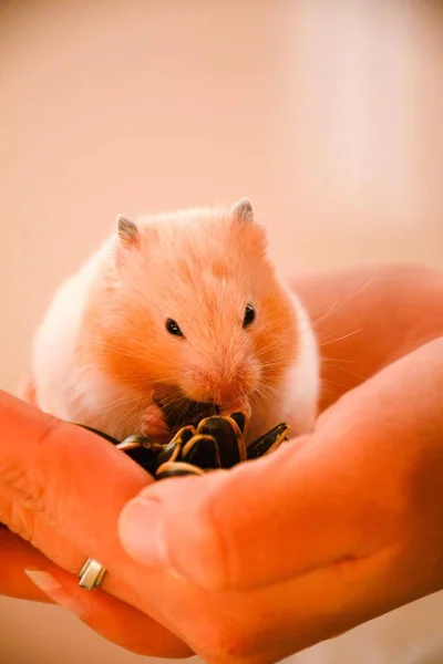Perto Hamster Segurando Rato Vermelho — Fotografia de Stock