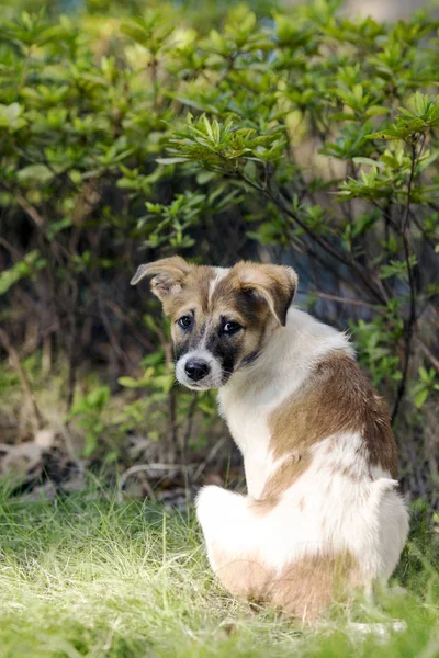 Perro Jardín — Foto de Stock