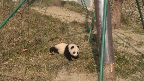 pandas wildlife, panda bear animal in zoo