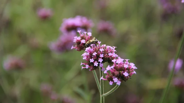 Flor Rosa Jardín — Foto de Stock